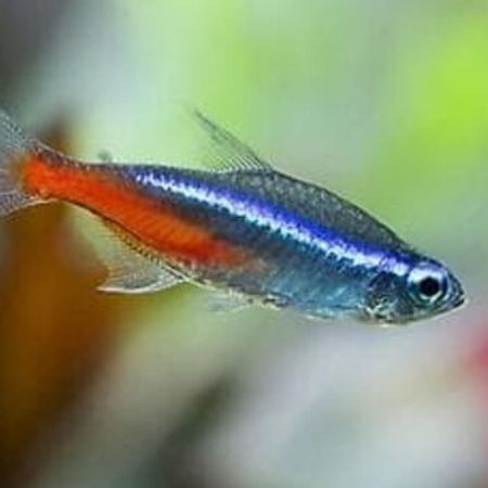 Nion Balığı – Akvarium – ucuztap.az