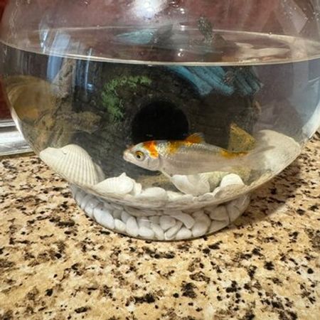 Koi Balığı – Akvarium – ucuztap.az
