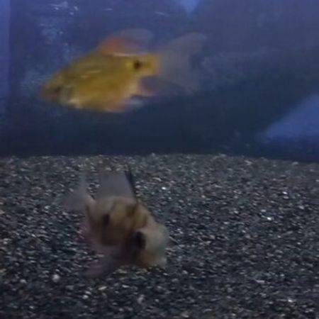 Barbus Balığı – Akvarium – ucuztap.az