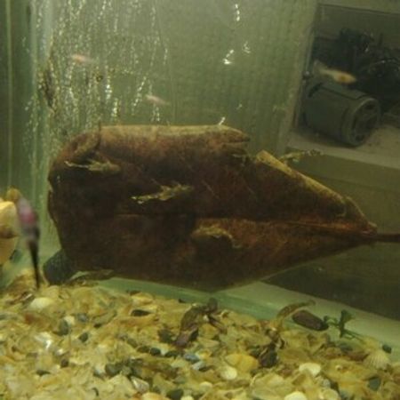 Ancistrus Balığı – Akvarium – ucuztap.az