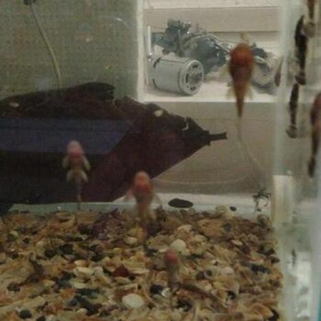 Ancistrus Balığı – Akvarium – ucuztap.az