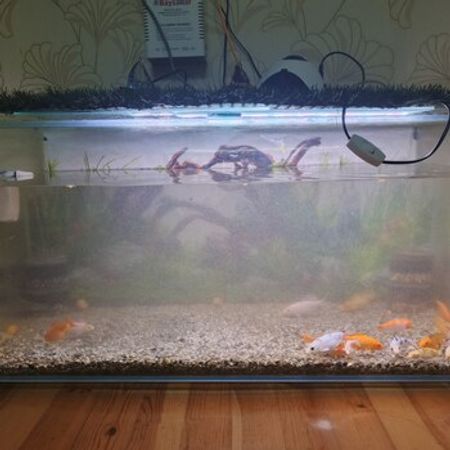 Akvarium – Akvarium – ucuztap.az