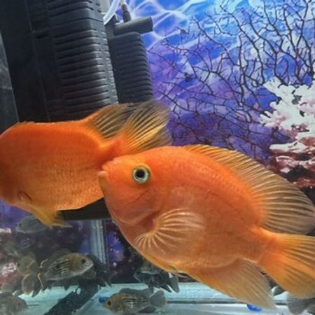 Akvarium Balığı – Akvarium – ucuztap.az