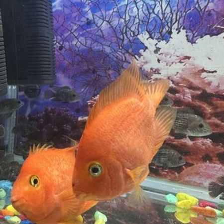 Akvarium Balığı – Azərbaycan – ucuztap.az