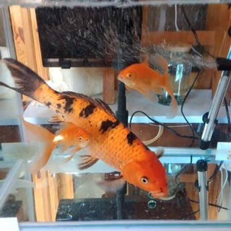 Akvarium Və Balıqlar – Azərbaycan – ucuztap.az