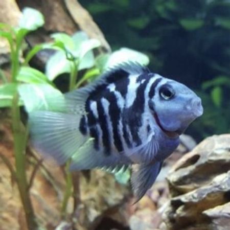 Sapfir Panda Balıqları – Azərbaycan – ucuztap.az