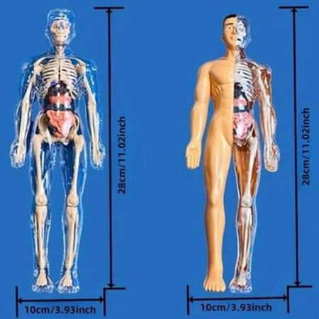 İnsan Anatomiyası Modeli – Kitab və jurnallar – ucuztap.az