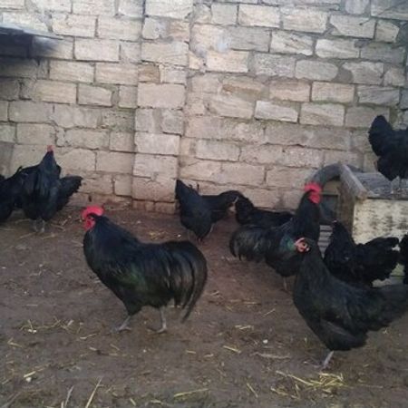 Avstralorp Yumurtası – Azərbaycan – ucuztap.az