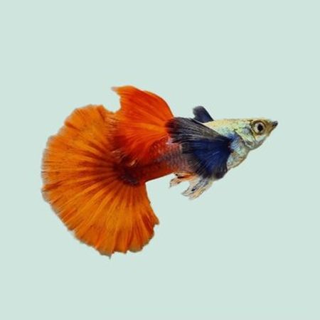 Red Tail Dumbo Balığı – Azərbaycan – ucuztap.az