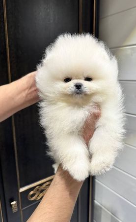 Pomerian Spitz balasi, 2 ayqldi, Erkək, peyvəndli – İtlər – ucuztap.az