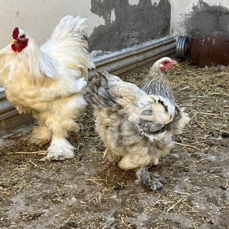 Broma Yumrtası – Heyvanlar üçün məhsul – ucuztap.az