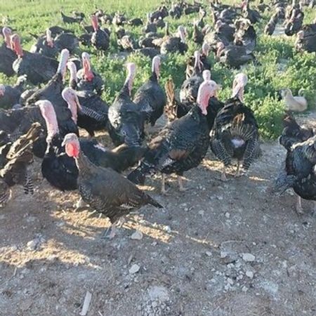 Amerikan Bronz Hinduşkaları – Heyvanlar üçün məhsul – ucuztap.az