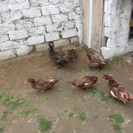 Lal Ördəklər – Heyvanlar üçün məhsul – ucuztap.az