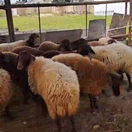 Qoyunlar – Heyvanlar üçün məhsul – ucuztap.az