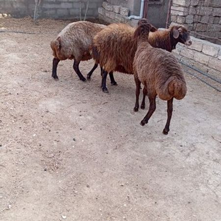 Qala Qoyunları – Heyvanlar üçün məhsul – ucuztap.az