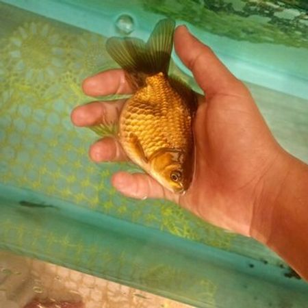 Aranda Balığı – Heyvanlar üçün məhsul – ucuztap.az