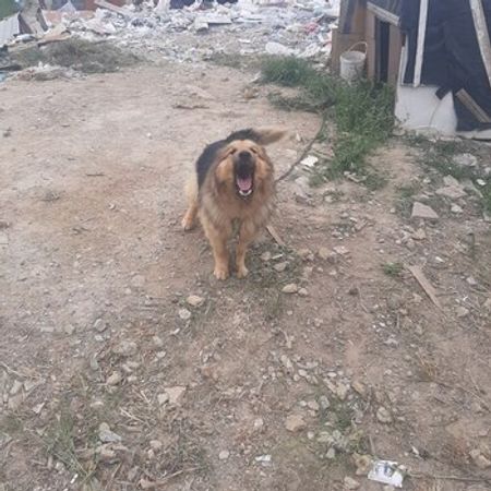Alman Ovçarkası – Heyvanlar üçün məhsul – ucuztap.az