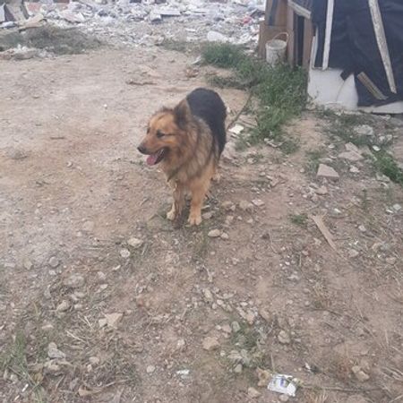 Alman Ovçarkası – Heyvanlar üçün məhsul – ucuztap.az