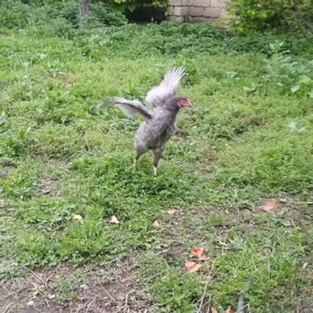 Heyratı Fərəsi – Heyvanlar üçün məhsul – ucuztap.az