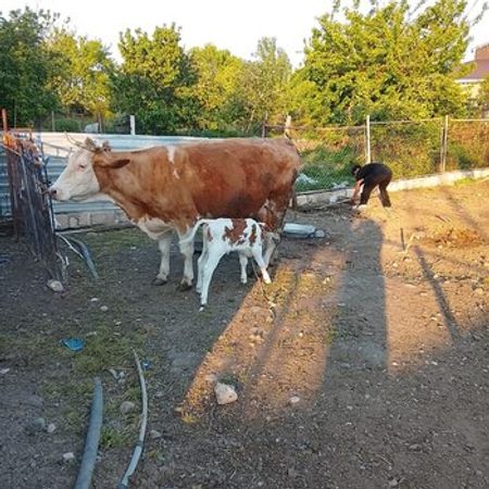 Inək – Heyvanlar üçün məhsul – ucuztap.az