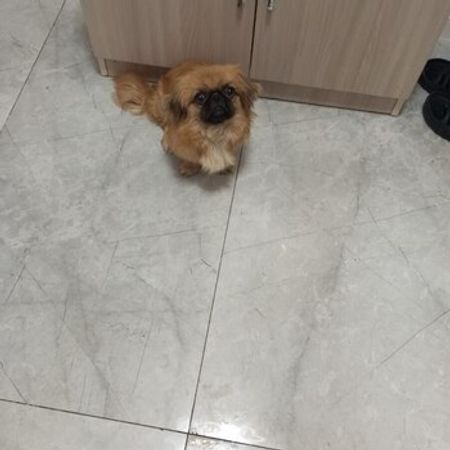 Pekines – Heyvanlar üçün məhsul – ucuztap.az