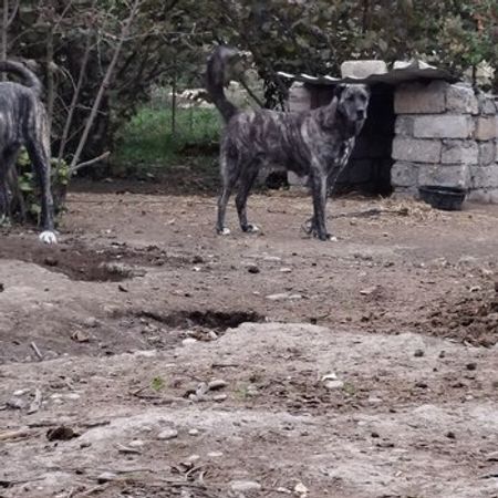 Alabay – Heyvanlar üçün məhsul – ucuztap.az