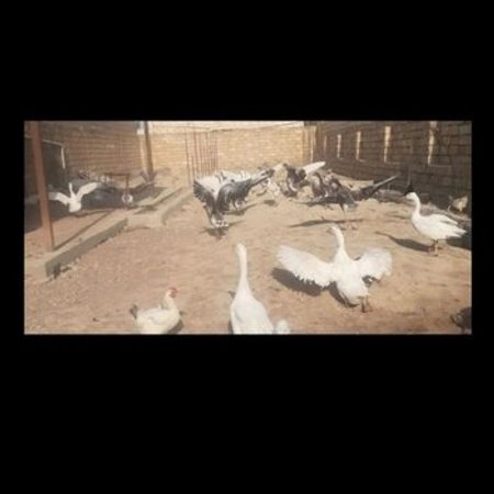 Qazlar – Heyvanlar üçün məhsul – ucuztap.az