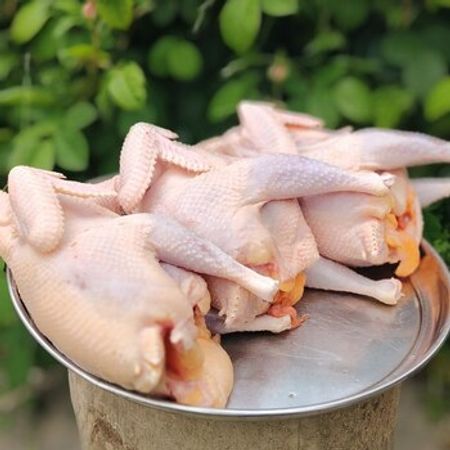 Kənd Toyuğu – Heyvanlar üçün məhsul – ucuztap.az