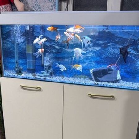 Akvarium Və Balıqlar – Heyvanlar üçün məhsul – ucuztap.az