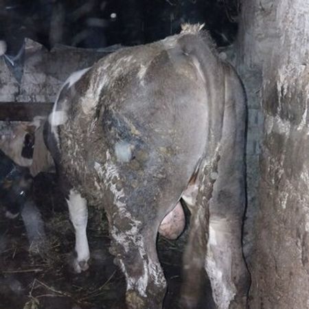 Dana – Heyvanlar üçün məhsul – ucuztap.az