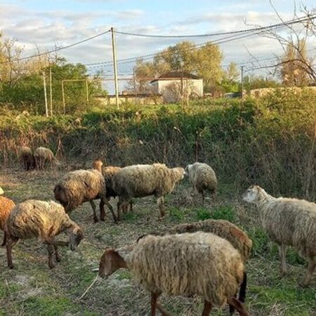 Qoyunlar – Heyvanlar üçün məhsul – ucuztap.az