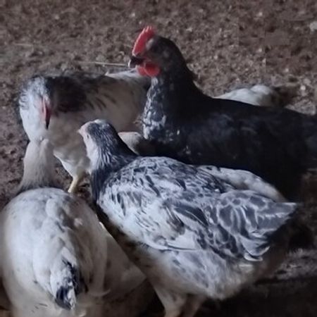 Serebrist Cücələri – Heyvanlar üçün məhsul – ucuztap.az