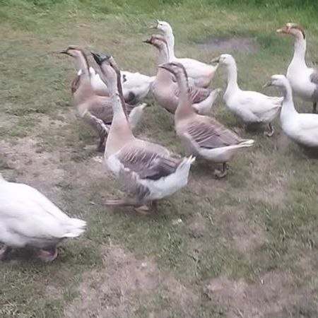 Qazlar – Heyvanlar üçün məhsul – ucuztap.az