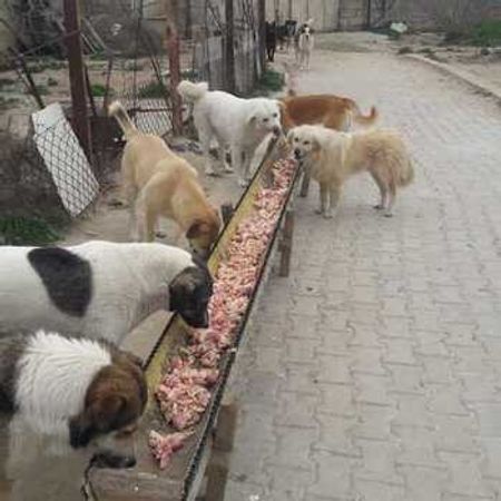 İt Yemi – Heyvanlar üçün məhsul – ucuztap.az