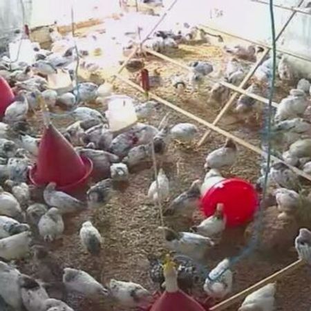 Serebrist Cücələri – Heyvanlar üçün məhsul – ucuztap.az