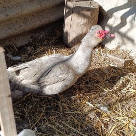 Lavanda Ördəyi – Heyvanlar üçün məhsul – ucuztap.az