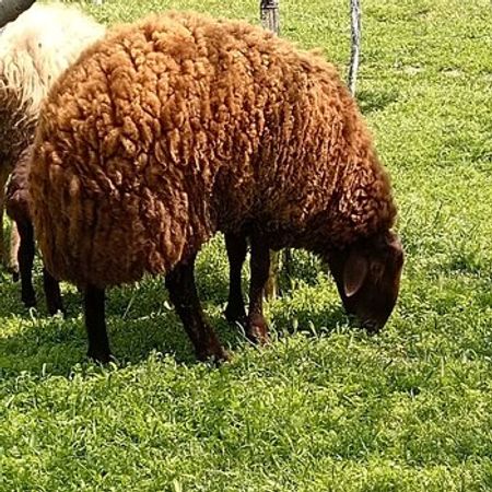 Qala Qoçu – Heyvanlar üçün məhsul – ucuztap.az
