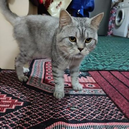 Pişik Etibarlı Əllərə Verilir – Heyvanlar üçün məhsul – ucuztap.az