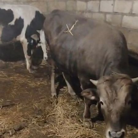Dana – Heyvanlar üçün məhsul – ucuztap.az