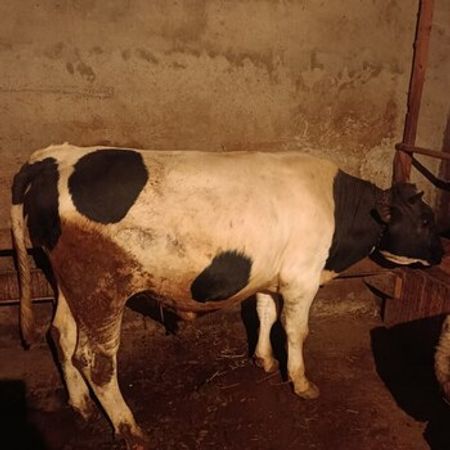 Dana – Heyvanlar üçün məhsul – ucuztap.az