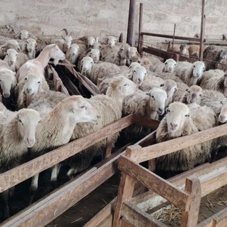 Qoyun Və Quzu – Heyvanlar üçün məhsul – ucuztap.az