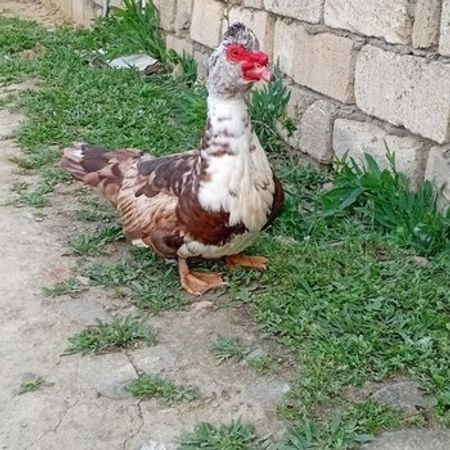 Lal Ördək – Heyvanlar üçün məhsul – ucuztap.az