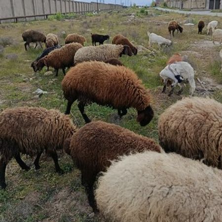 Qala Qoçu – Heyvanlar üçün məhsul – ucuztap.az