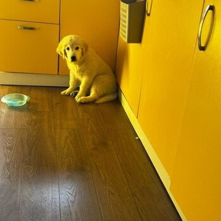 Golden Retriver – Heyvanlar üçün məhsul – ucuztap.az