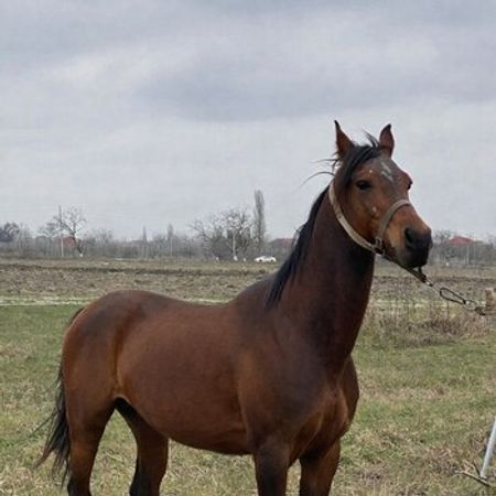 Ərəb Atı – Heyvanlar üçün məhsul – ucuztap.az