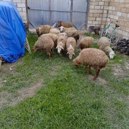 Qoyunlar – Heyvanlar üçün məhsul – ucuztap.az