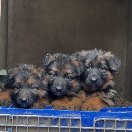 Alman Ovçarkası Balaları – Heyvanlar üçün məhsul – ucuztap.az