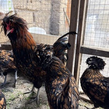 Gold Fizan Toyuqları – Heyvanlar üçün məhsul – ucuztap.az