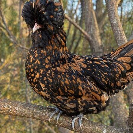 Gold Fizan Toyuqları – Heyvanlar üçün məhsul – ucuztap.az