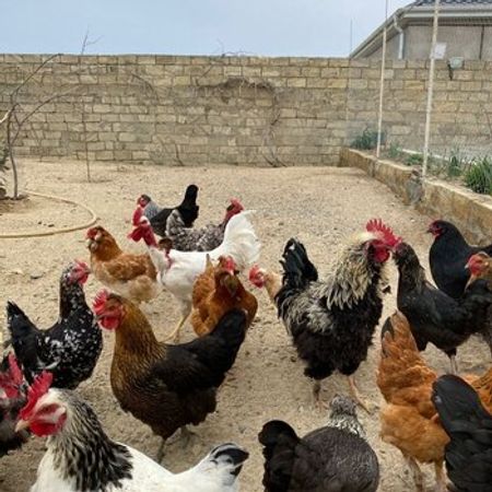 Qarışıq Cins Toyuq Yumurtası – Heyvanlar üçün məhsul – ucuztap.az